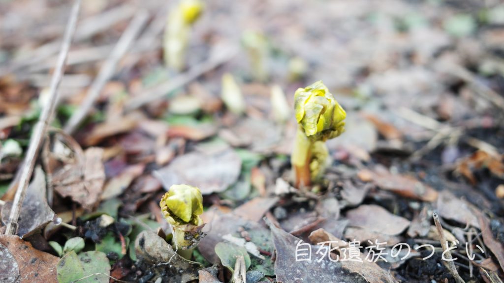ぎんなんウェブ || 日蓮宗 隆光山 法永寺 || 青森県五所川原市