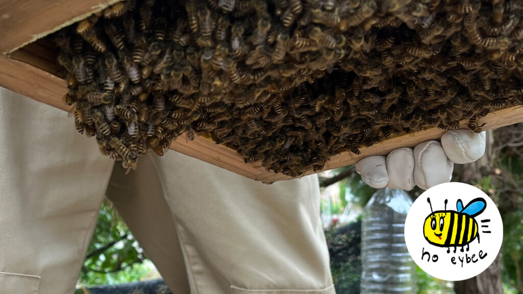 ぎんなんウェブ || 日蓮宗 隆光山 法永寺 || 青森県五所川原市