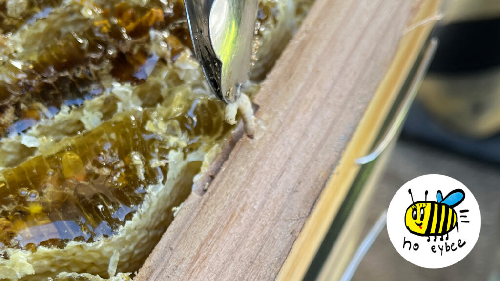 ぎんなんウェブ || 日蓮宗 隆光山 法永寺 || 青森県五所川原市