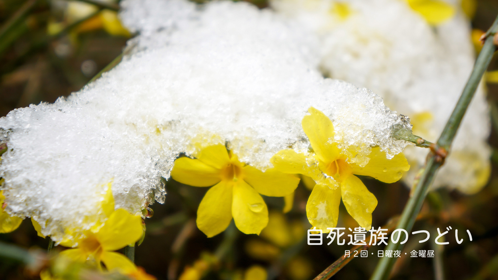 ぎんなんウェブ || 日蓮宗 隆光山 法永寺 || 青森県五所川原市