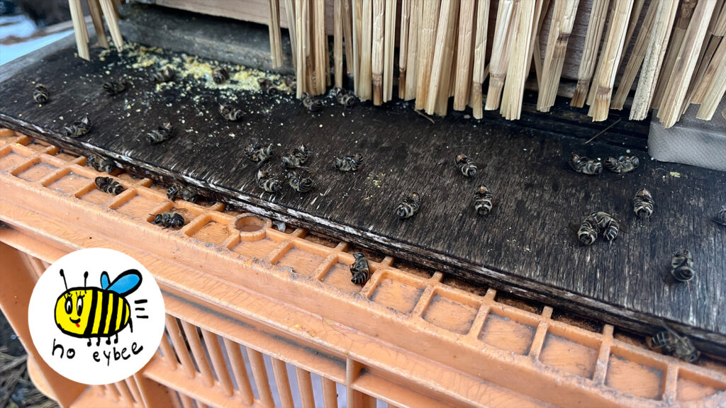 ぎんなんウェブ || 日蓮宗 隆光山 法永寺 || 青森県五所川原市