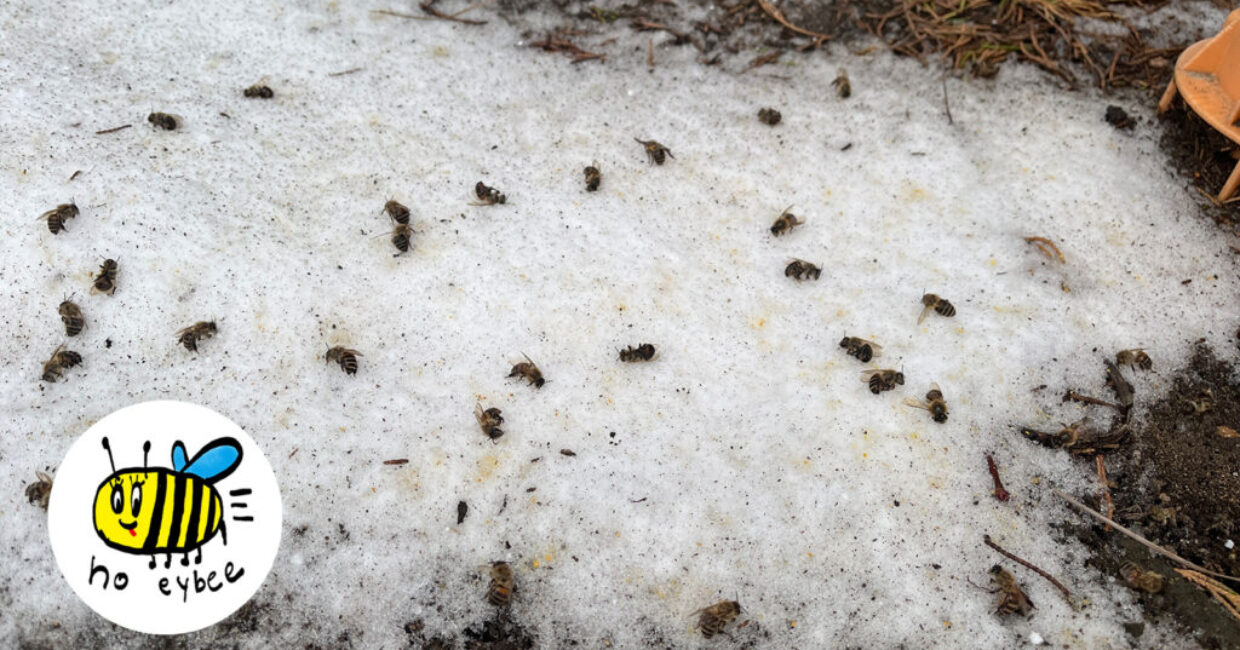 ぎんなんウェブ || 日蓮宗 隆光山 法永寺 || 青森県五所川原市