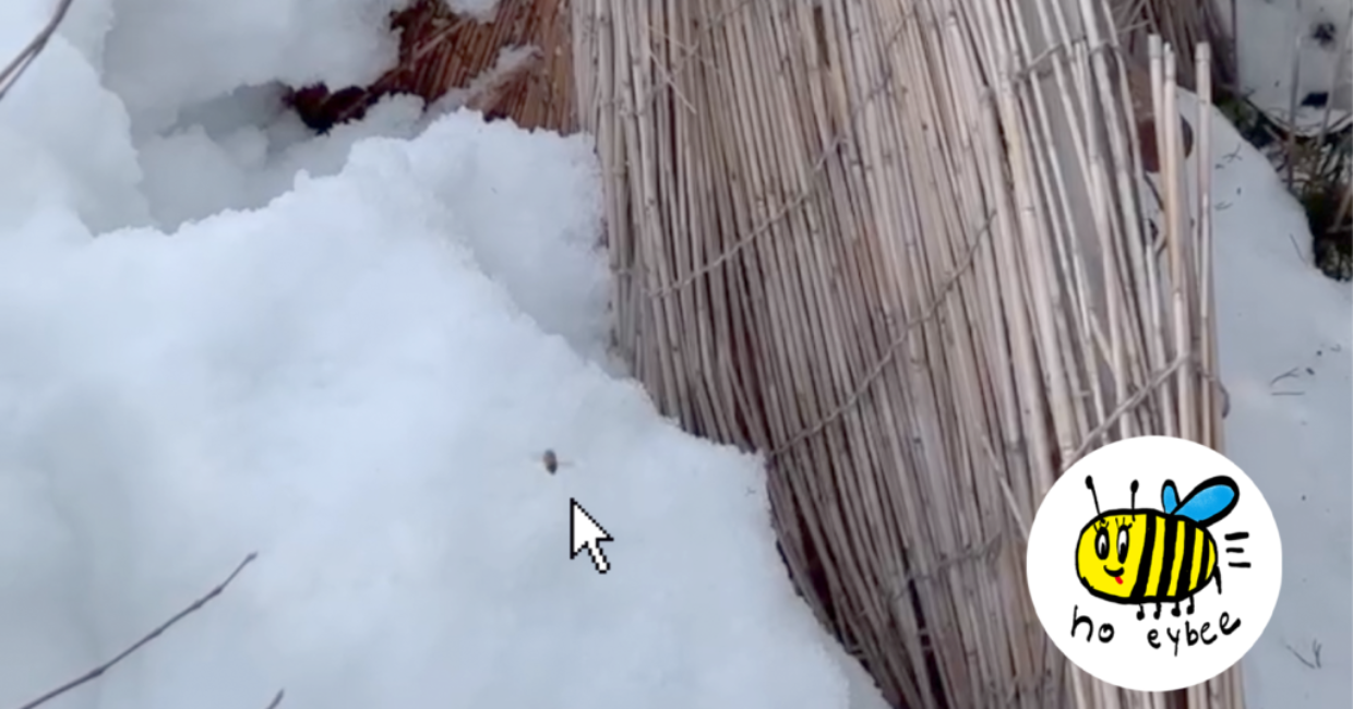 ぎんなんウェブ || 日蓮宗 隆光山 法永寺 || 青森県五所川原市